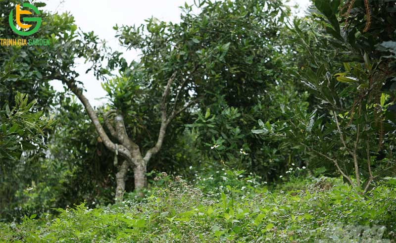101 hình ảnh về cây mắc ca chi tiết: hoa, lá, cây và quả mắc ca 59 hinh anh ve cay mac ca 9