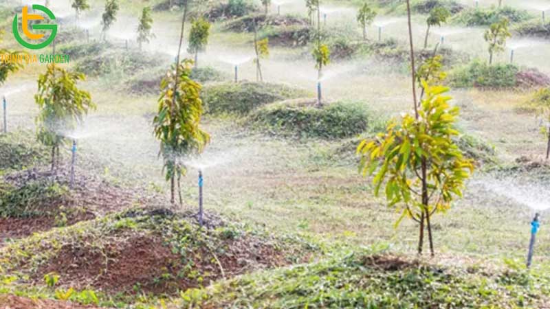 Hướng dẫn cách chăm sóc sầu riêng 1 năm tuổi 7 Hướng dẫn cách chăm sóc sầu riêng 1 năm tuổi