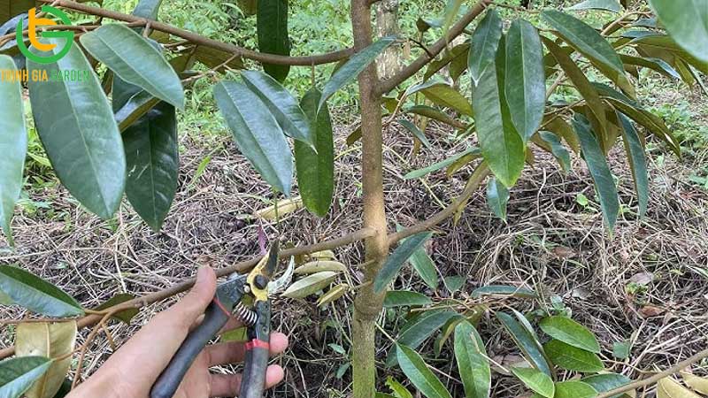 Hướng dẫn cách chăm sóc sầu riêng 1 năm tuổi 9 Hướng dẫn cách chăm sóc sầu riêng 1 năm tuổi