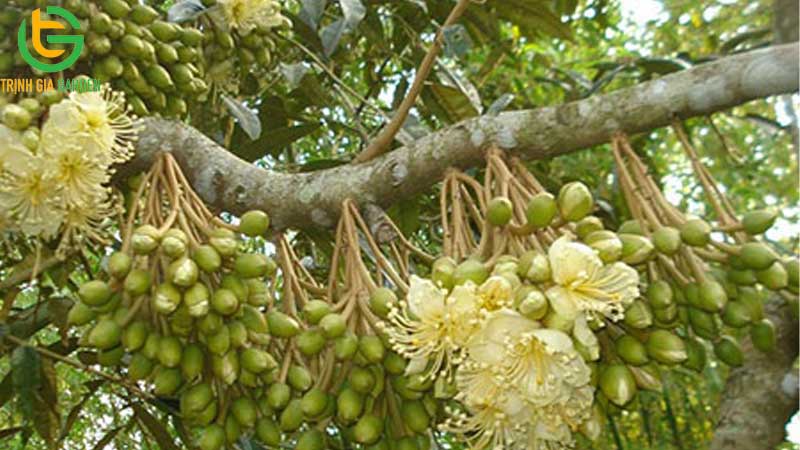 huong dan ky thuat cham soc sau rieng ra hoa dau trai