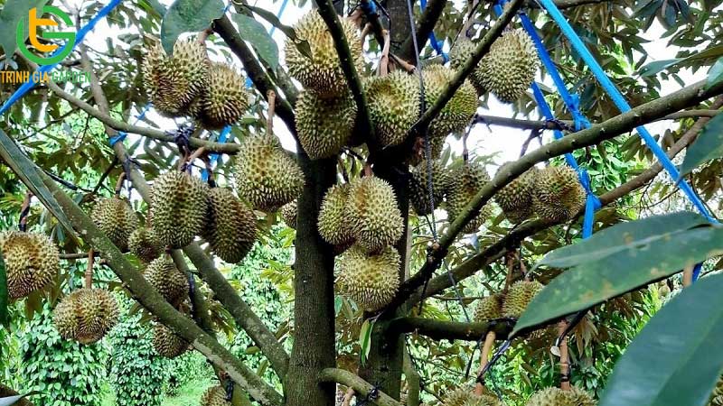 Hướng dẫn kỹ thuật trồng và chăm sóc sầu riêng từ A - Z 11 Hướng dẫn kỹ thuật trồng và chăm sóc sầu riêng từ A - Z