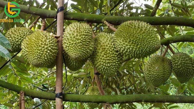 Hướng dẫn kỹ thuật trồng và chăm sóc sầu riêng từ A - Z 12 Hướng dẫn kỹ thuật trồng và chăm sóc sầu riêng từ A - Z