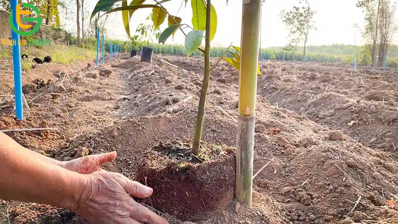 Hướng dẫn kỹ thuật trồng và chăm sóc sầu riêng từ A - Z 14 Hướng dẫn kỹ thuật trồng và chăm sóc sầu riêng từ A - Z