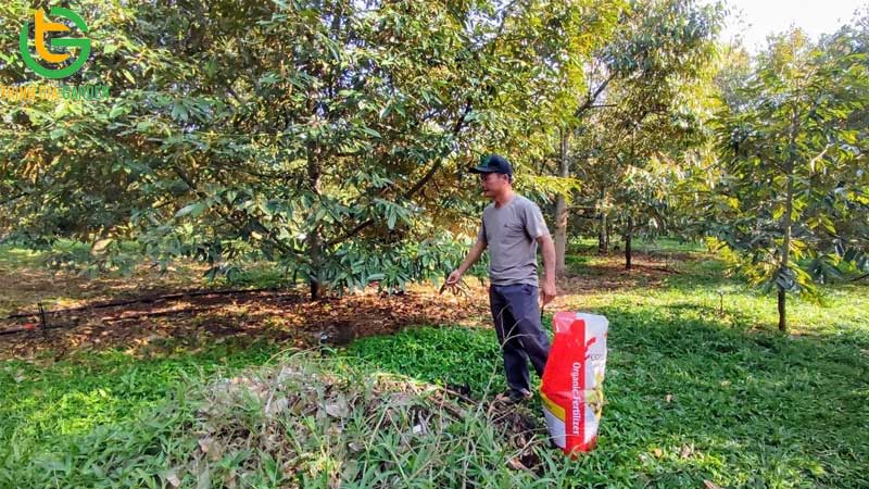 Hướng dẫn kỹ thuật trồng và chăm sóc sầu riêng từ A - Z 15 Hướng dẫn kỹ thuật trồng và chăm sóc sầu riêng từ A - Z