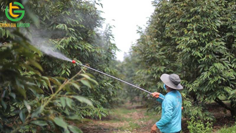 Hướng dẫn kỹ thuật trồng và chăm sóc sầu riêng từ A - Z 16 Hướng dẫn kỹ thuật trồng và chăm sóc sầu riêng từ A - Z