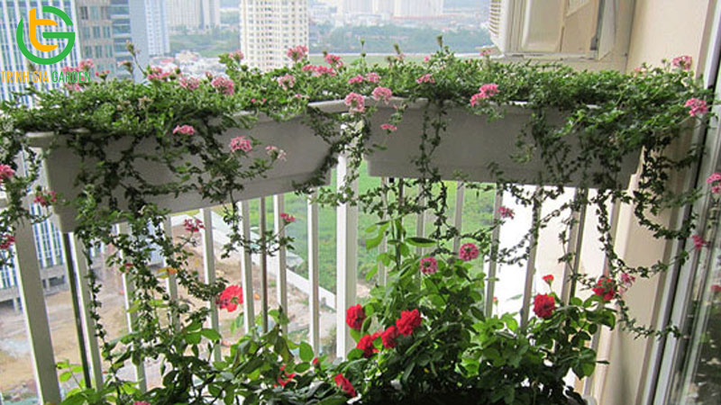 5 mẫu khay nhựa trồng cây treo tường, ban công đẹp và giá rẻ 11 5 mẫu khay nhựa trồng cây treo tường, ban công đẹp và giá rẻ