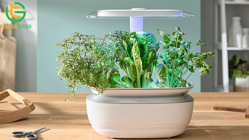 TOP 5 loại khay trồng rau mầm thủy canh thông minh 9 TOP 5 loại khay trồng rau mầm thủy canh thông minh