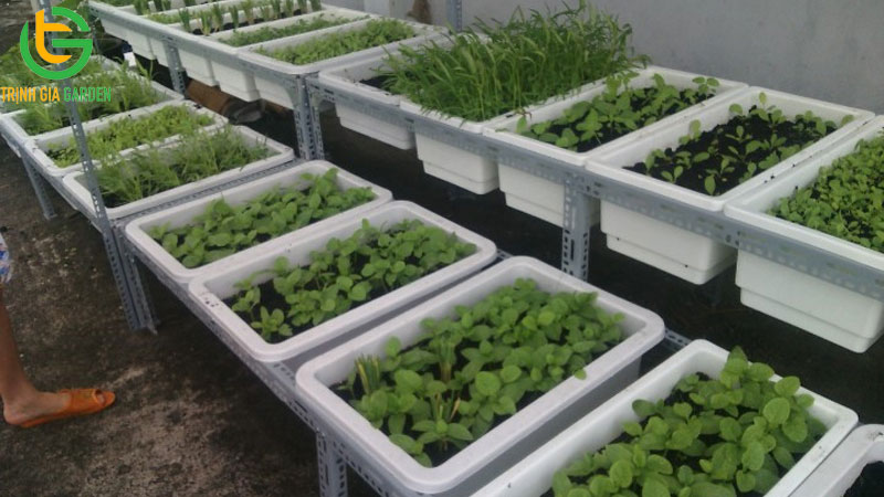 Một số kích thước khay nhựa trồng rau phổ biến nhất hiện nay 10 Một số kích thước khay nhựa trồng rau phổ biến nhất hiện nay