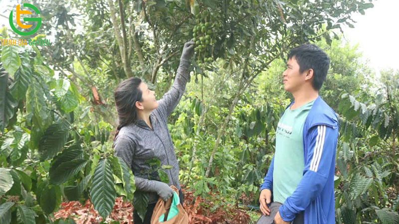 Dự án mô hình trồng cây mắc ca: năng suất, chi phí và hiệu quả kinh tế 7 Dự án mô hình trồng cây mắc ca: năng suất, chi phí và hiệu quả kinh tế