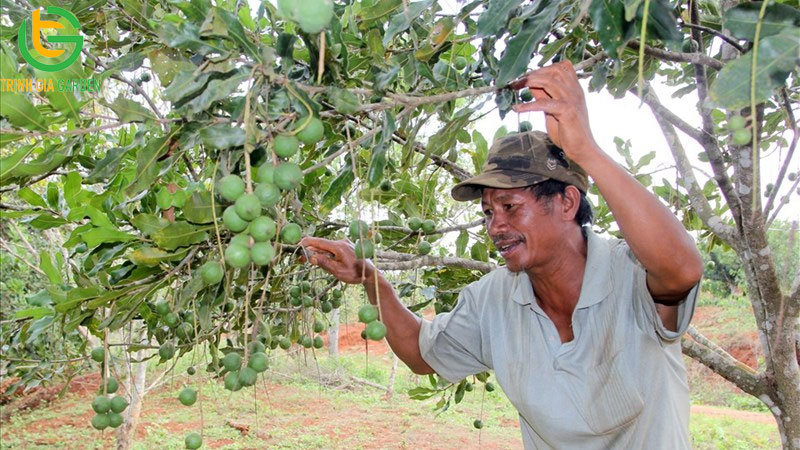 Dự án mô hình trồng cây mắc ca: năng suất, chi phí và hiệu quả kinh tế 9 Dự án mô hình trồng cây mắc ca: năng suất, chi phí và hiệu quả kinh tế