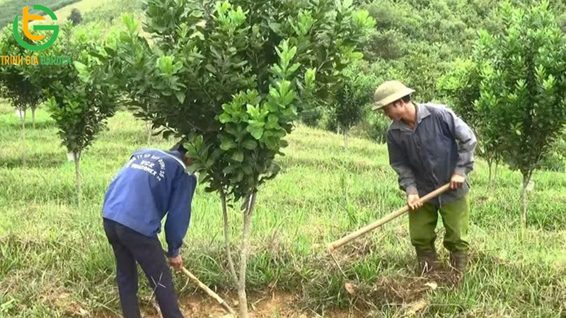 Dự án mô hình trồng cây mắc ca: năng suất, chi phí và hiệu quả kinh tế 6 Dự án mô hình trồng cây mắc ca: năng suất, chi phí và hiệu quả kinh tế