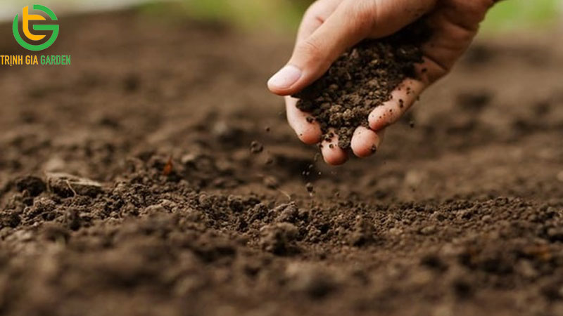 Phân bánh dầu là gì? Cách ủ bánh dầu với nấm trichoderma để trồng cây 7 Phân bánh dầu là gì? Cách ủ bánh dầu với nấm trichoderma để trồng cây