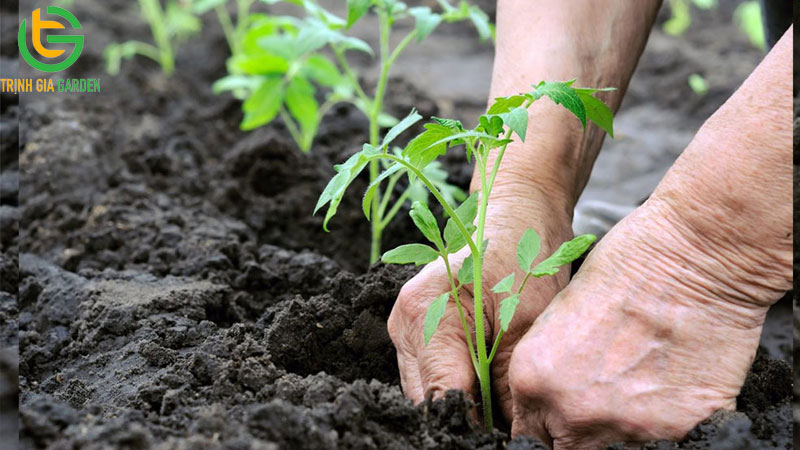 Phân bánh dầu là gì? Cách ủ bánh dầu với nấm trichoderma để trồng cây 8 Phân bánh dầu là gì? Cách ủ bánh dầu với nấm trichoderma để trồng cây