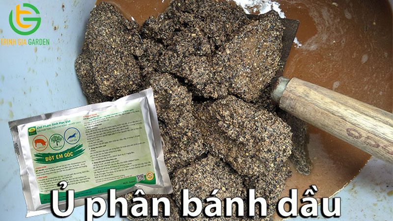 Phân bánh dầu là gì? Cách ủ bánh dầu với nấm trichoderma để trồng cây 10 Phân bánh dầu là gì? Cách ủ bánh dầu với nấm trichoderma để trồng cây
