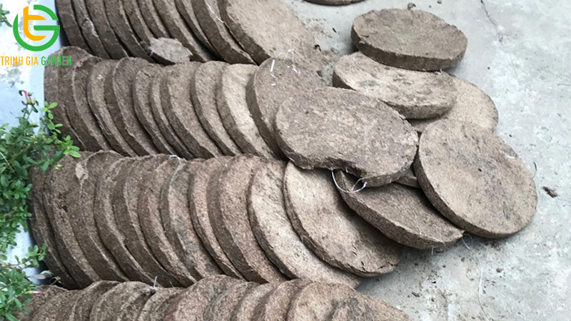Phân bánh dầu là gì? Cách ủ bánh dầu với nấm trichoderma để trồng cây 6 Phân bánh dầu là gì? Cách ủ bánh dầu với nấm trichoderma để trồng cây