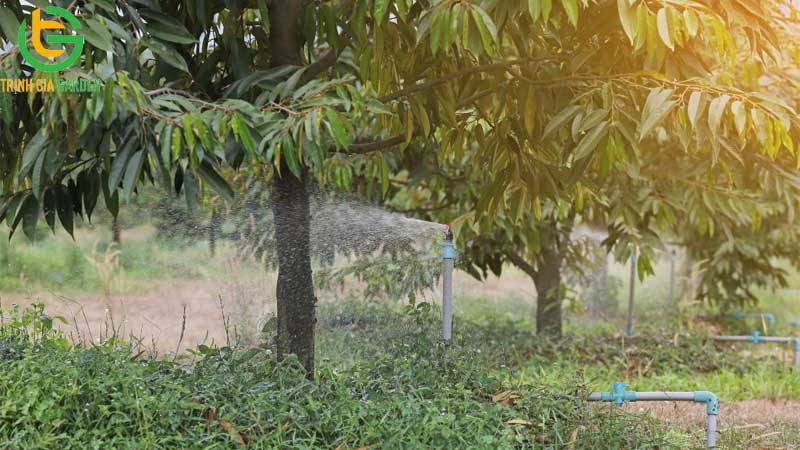 Quy trình chăm sóc sầu riêng sau thu hoạch hiệu quả 12 Quy trình chăm sóc sầu riêng sau thu hoạch hiệu quả