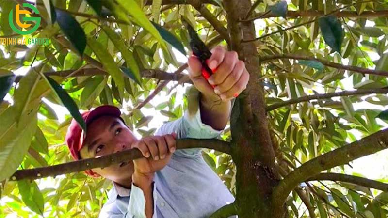 Quy trình chăm sóc sầu riêng sau thu hoạch hiệu quả 13 Quy trình chăm sóc sầu riêng sau thu hoạch hiệu quả