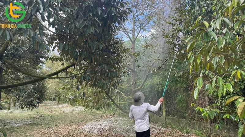 Quy trình chăm sóc sầu riêng sau thu hoạch hiệu quả 14 Quy trình chăm sóc sầu riêng sau thu hoạch hiệu quả