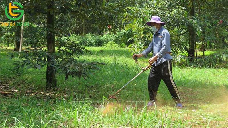 Quy trình chăm sóc sầu riêng sau thu hoạch hiệu quả 15 Quy trình chăm sóc sầu riêng sau thu hoạch hiệu quả