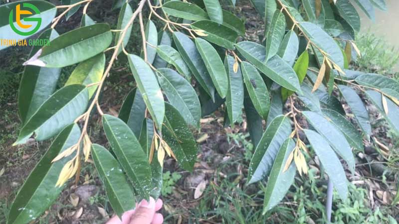 Quy trình chăm sóc sầu riêng sau thu hoạch hiệu quả 16 Quy trình chăm sóc sầu riêng sau thu hoạch hiệu quả