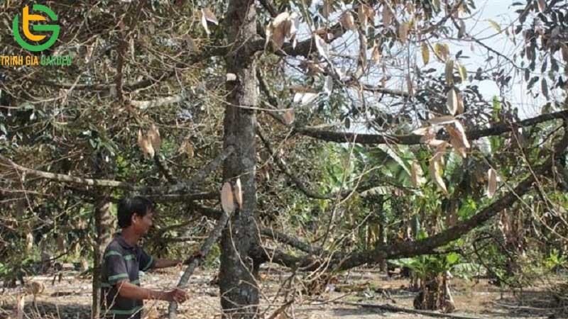 Quy trình chăm sóc sầu riêng sau thu hoạch hiệu quả 9 Quy trình chăm sóc sầu riêng sau thu hoạch hiệu quả