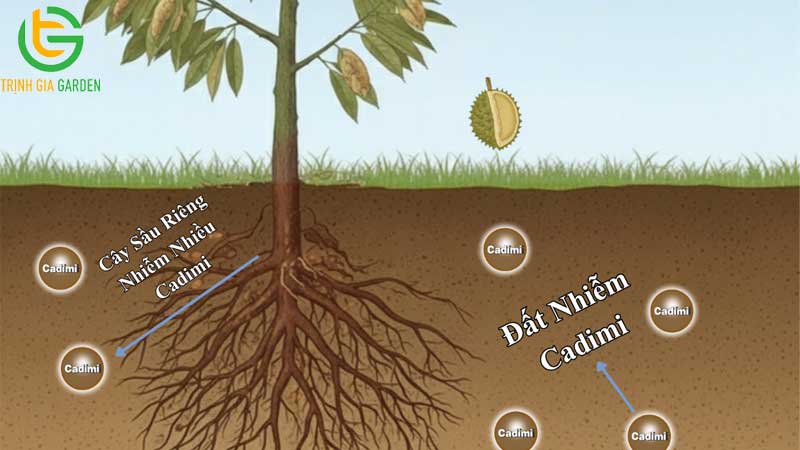 Sầu riêng nhiễm Cadimi là gì? Tác hại như thế nào? 5 Sầu riêng nhiễm Cadimi là gì? Tác hại như thế nào?