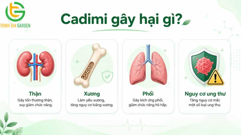 Sầu riêng nhiễm Cadimi là gì? Tác hại như thế nào? 6 Sầu riêng nhiễm Cadimi là gì? Tác hại như thế nào?