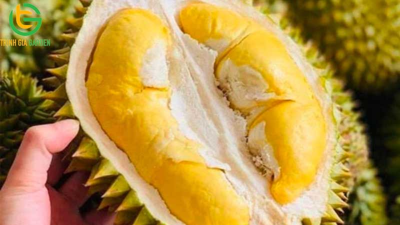 Sầu riêng Ri6: Nguồn gốc, đặc điểm, giá bán và cách chọn mua 7 Sầu riêng Ri6: Nguồn gốc, đặc điểm, giá bán và cách chọn mua