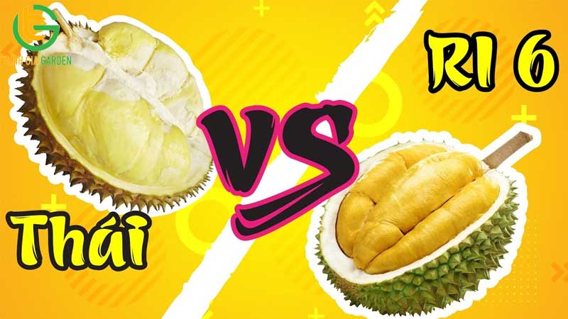 Sầu riêng Ri6: Nguồn gốc, đặc điểm, giá bán và cách chọn mua 8 Sầu riêng Ri6: Nguồn gốc, đặc điểm, giá bán và cách chọn mua