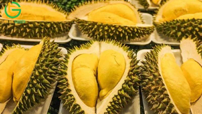 Sầu riêng Ri6: Nguồn gốc, đặc điểm, giá bán và cách chọn mua 9 Sầu riêng Ri6: Nguồn gốc, đặc điểm, giá bán và cách chọn mua