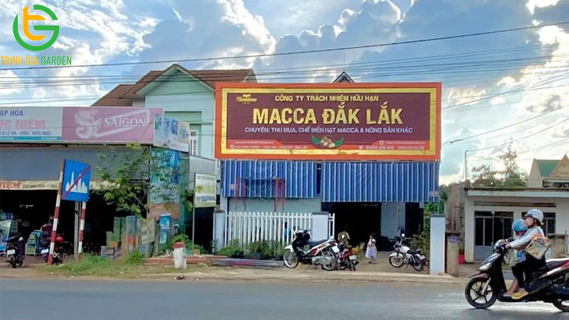 TOP 5 đơn vị thu mua hạt mắc ca tươi giá tốt và uy tín nhất hiện nay 8 TOP 5 đơn vị thu mua hạt mắc ca tươi giá tốt và uy tín nhất hiện nay