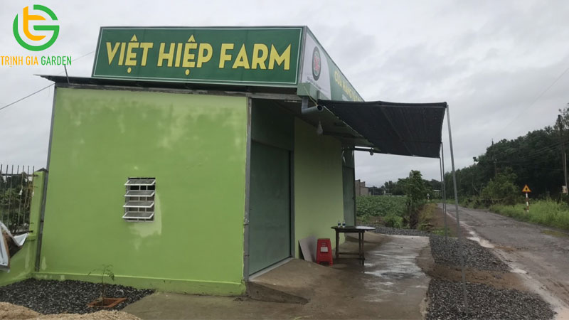 TOP 5 đơn vị thu mua hạt mắc ca tươi giá tốt và uy tín nhất hiện nay 9 thu mua hat mac ca tuoi 3