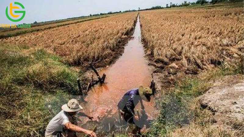Thành phần, giá bán và cách sử dụng thuốc trừ cỏ Sofit 6 Thành phần, giá bán và cách sử dụng thuốc trừ cỏ Sofit