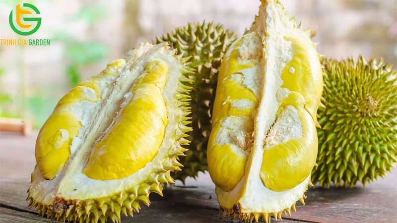 TOP 7 tác dụng của sầu riêng với phụ nữ 11 TOP 7 tác dụng của sầu riêng với phụ nữ