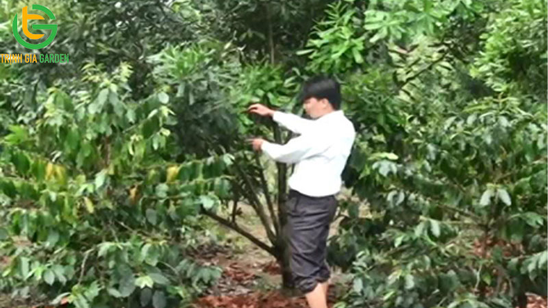 Kỹ thuật trồng mắc ca xen cà phê và cách tỉa cành 7 Kỹ thuật trồng mắc ca xen cà phê và cách tỉa cành