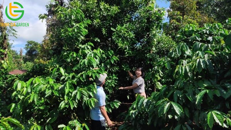Kỹ thuật trồng mắc ca xen cà phê và cách tỉa cành 8 Kỹ thuật trồng mắc ca xen cà phê và cách tỉa cành
