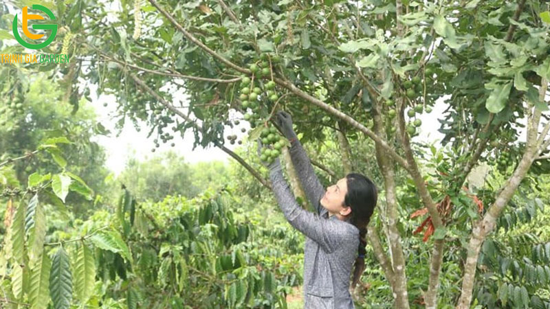 Kỹ thuật trồng mắc ca xen cà phê và cách tỉa cành 6 Kỹ thuật trồng mắc ca xen cà phê và cách tỉa cành