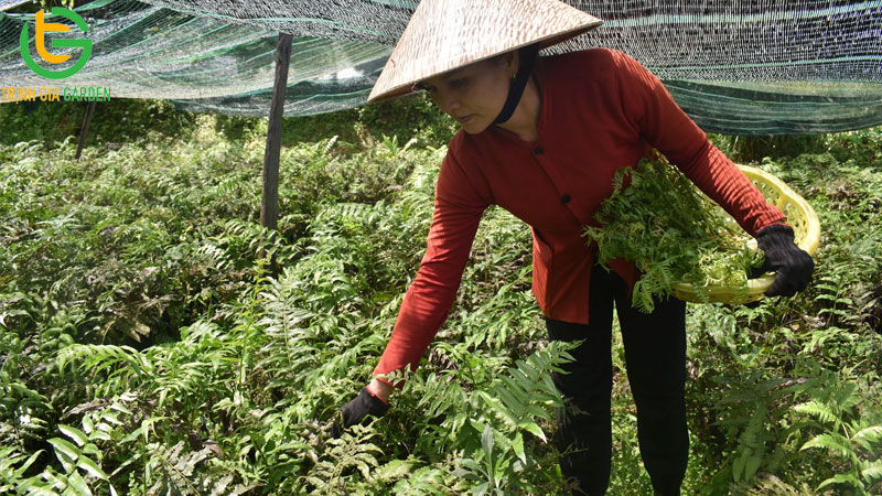Mô hình và kỹ thuật trồng rau dớn hiệu quả 10 Mô hình và kỹ thuật trồng rau dớn hiệu quả