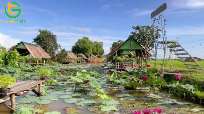 Mô hình và kỹ thuật trồng rau dớn hiệu quả 13 Mô hình và kỹ thuật trồng rau dớn hiệu quả