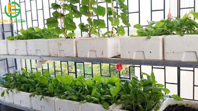 Cách trồng rau trên sân thượng hiệu quả cao 8 Cách trồng rau trên sân thượng hiệu quả cao