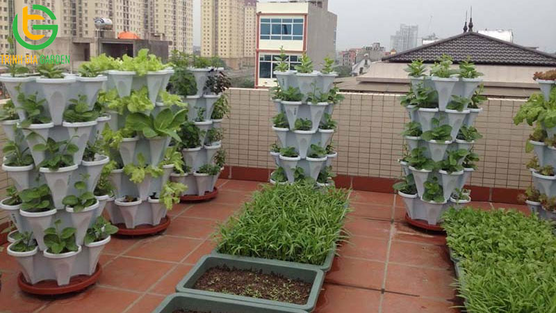 Cách trồng rau trên sân thượng hiệu quả cao 6 Cách trồng rau trên sân thượng hiệu quả cao